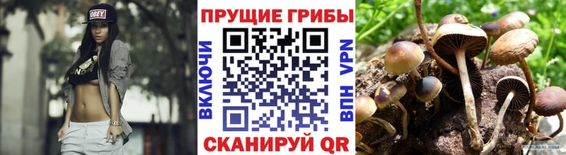цена наркотик  Краснознаменск  Галлюциногенные грибы Psilocybe 